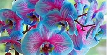 Blue And Pink Orchid Flower Seeds For Easy Planting