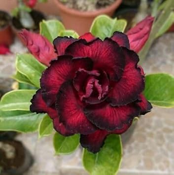 Black Adenium Flower Seeds – Exotic Wildflower Mix Heirloom & NonGMO for Home Garden
 
 Sale for planting in home garden
