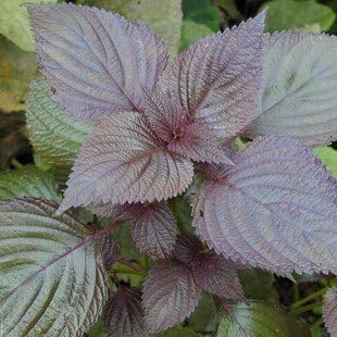 Purple Perilla Flower seeds for Planting - Cottage Garden Essential, Heirloom & GMO Free Seeds for Home Garden
 
 Sale seeds for home garden
