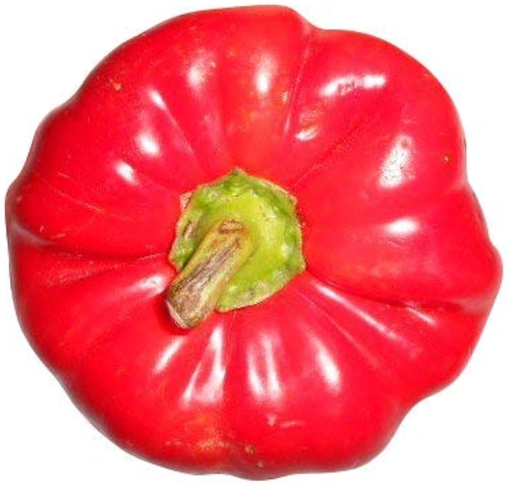 Giant Sweet Pepper Capsicum annuum for planting in home garden