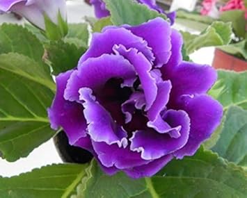 Heirloom Gloxinia Perennial Flower seeds for Planting Colorful Display Heirloom & GMO Free Seeds for Home Garden 
 
 Sale for planting in home garden
