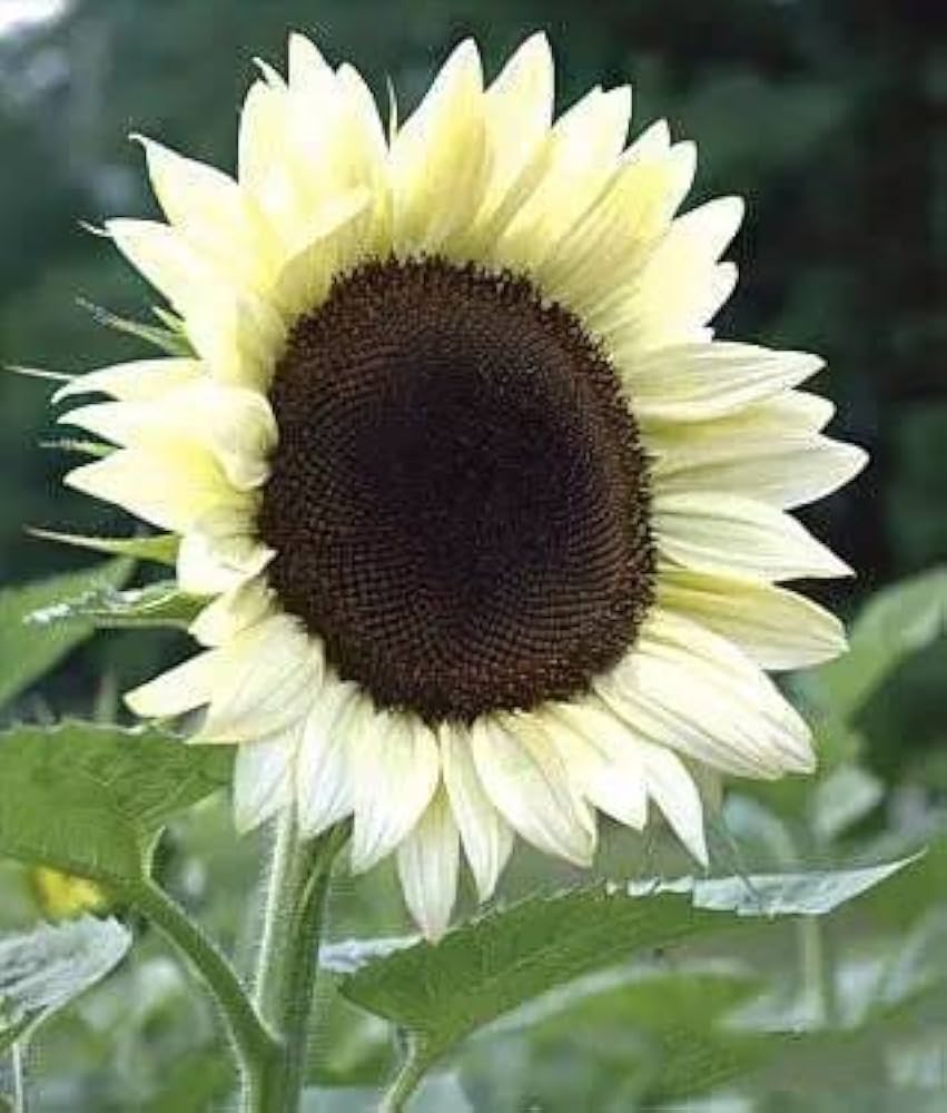 Sunflower Flower Seeds Cream Planting Sunny Blooms