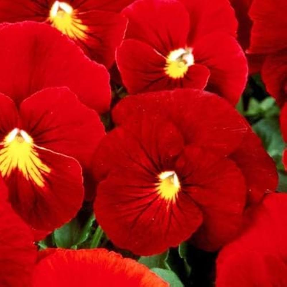 Red Pansy Viola tricolor for flower bed or window box