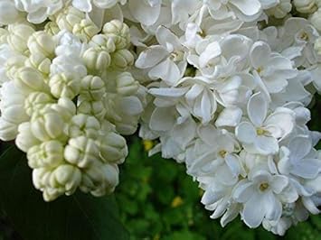 Orange Amaryllis Flower Seeds for Planting Cottage Garden Essential Heirloom & GMO Free Seeds for Home Garden
 
 Sale for planting in home garden