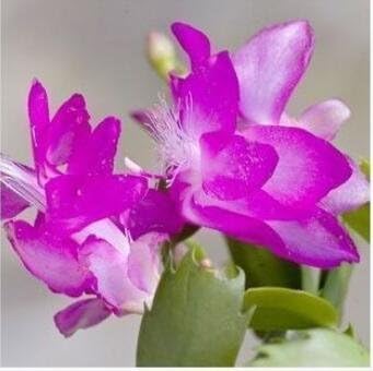 Violet Schlumbergera Flower seeds for Planting - Garden Favorite, Heirloom & GMO Free Seeds for Home Garden
 
 Sale for planting in home garden.