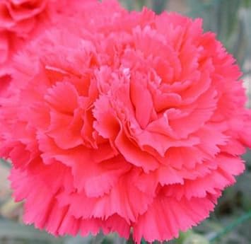 Pink Dianthus Caryophyllus Flower seeds for Planting - Perfect for Borders, Heirloom & GMO Free Seeds for Home Garden
 
 Sale seeds for home garden