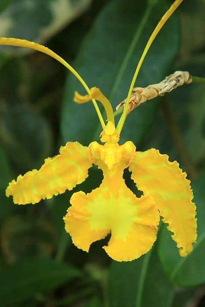 Butterfly Orchid Seeds Yellow Planting Exotic