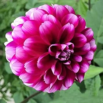 Dark Red Gypsophila Flower Seeds for Planting Garden Favorite Heirloom & GMO Free Seeds for Home Garden
 
 Sale for planting in home garden