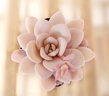 Light Pink Echeveria Laui Flower seeds for Planting Fragrant Blossoms Heirloom & GMO Free Seeds for Home Garden 
 
 Sale seeds for home garden planting