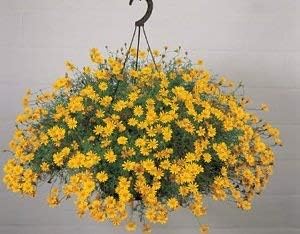 Yellow Thymophylla Flower seeds for Planting - Sun Loving, Heirloom & GMO Free Seeds for Home Garden
 
 Sale for planting in home garden.