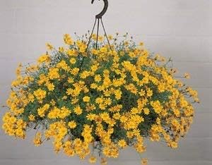 Yellow Thymophylla Flower Seeds Planting