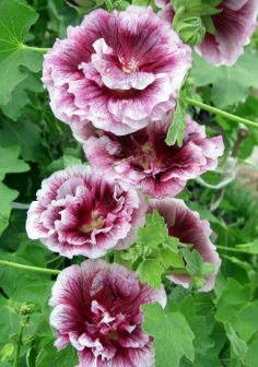 Mixed Alcea Rosea Flower seeds for Planting - Colorful Display, Heirloom & GMO Free Seeds for Home Garden
 
 Sale for planting in home garden
