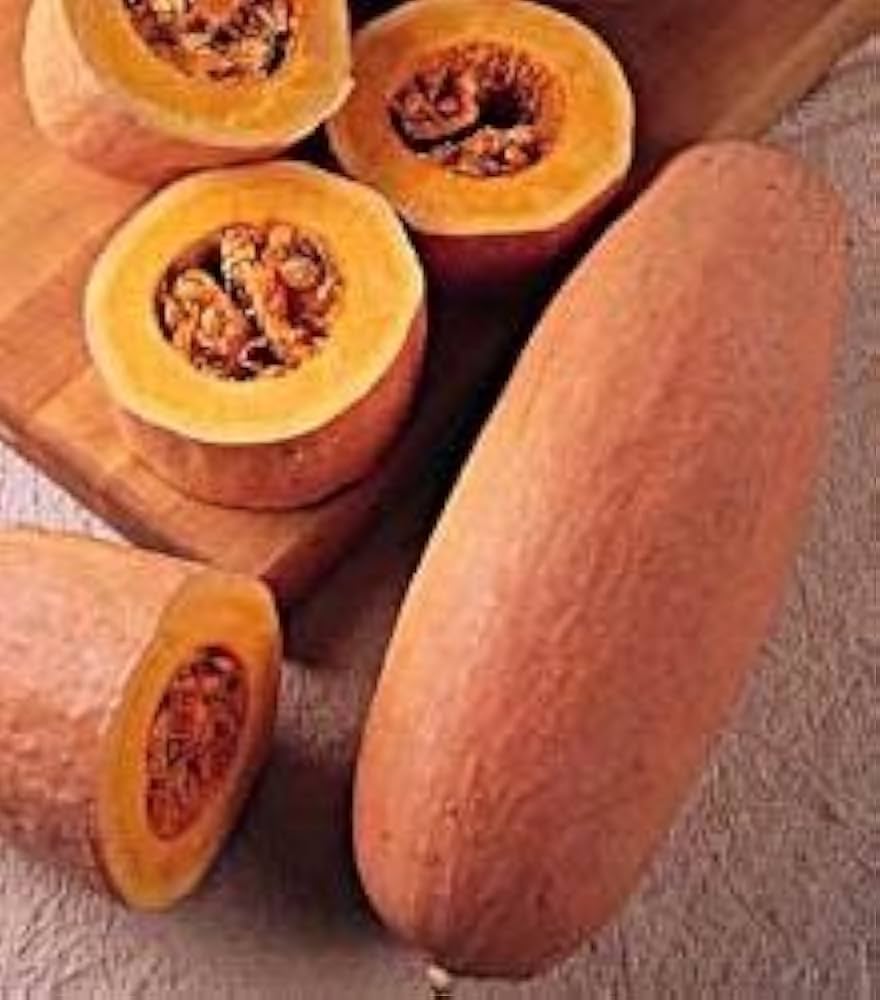 Squash VH562 Giant Pink Banana Squash Seeds for Unique Squash Varieties