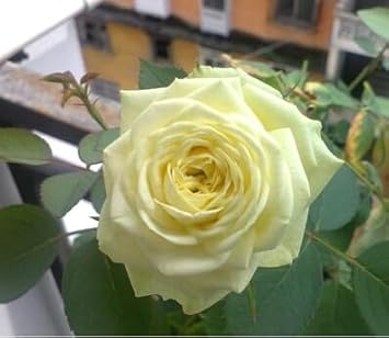 Rose Tree Flower Flower seeds for Planting - Shade Tolerant, Heirloom & GMO Free Seeds for Home Garden
 
 Sale for planting in home garden