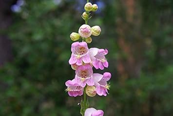 Violet Penstemon Flower seeds for Planting - Hardy Variety, Heirloom & GMO Free Seeds for Home Garden
 
 Sale seeds for planting in home garden