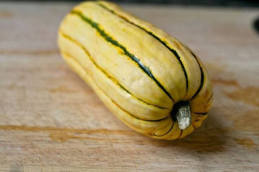 Lakota Squash Cucurbita pepo for planting in vegetable patch