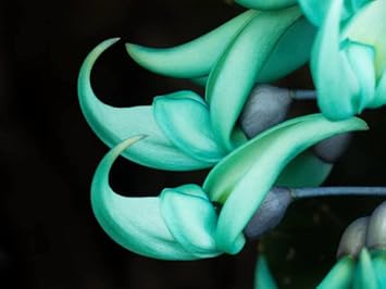 Jade Green Flower seeds for Planting - Long Bloom Season, Heirloom & GMO Free Seeds for Home Garden
 
 Sale for planting in home garden.