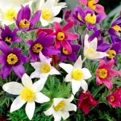 Mixed Anemone Pulsatilla Flower seeds for Planting Easy to Grow Heirloom & GMO Free Seeds For Home Garden 
 
 Sale for planting in home garden