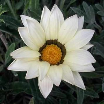 Dark Grey Rose Flower Seeds for Planting Wildflower Mix Heirloom & GMO Free Seeds for Home Garden
 
 Sale for planting in home garden