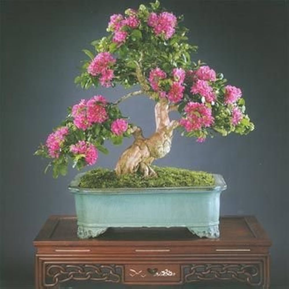 Crepe Myrtle Lagerstroemia bonsai flower seeds