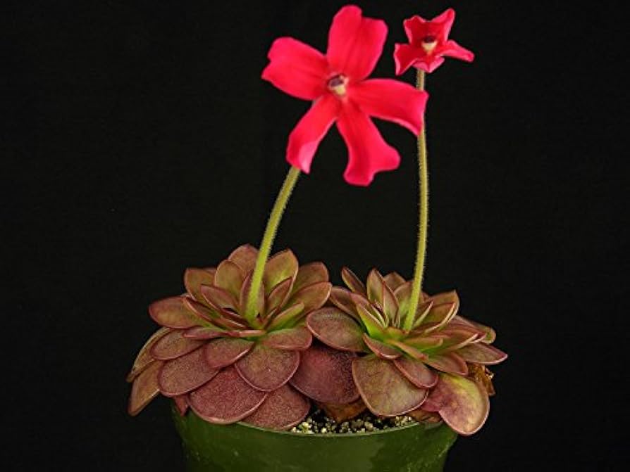 Red Laueana Butterwort Flower Seeds Planting