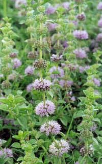 Violet Pennyroyal Flower Seeds For Planting: Aromatic Herb Your Garden