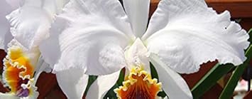 Mixed Color Anthurium Linden Flower Seeds for Planting Colorful Display Heirloom & GMO Free Seeds for Home Garden
 
 Sale for planting in home garden