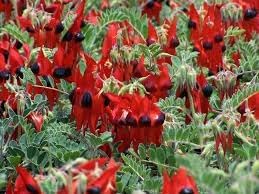 Sturt's Flower seeds for Planting - Fragrant Blossoms, Heirloom & GMO Free Seeds for Home Garden
 
 Sale seeds for home garden