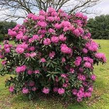 Catawba Rhododendron Rhododendron catawbiense for planting in flower bed