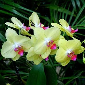 Deep Blue Geranium Flower Seeds for Planting Hardy Variety Heirloom & GMO Free Seeds for Home Garden
 
 Sale for planting in home garden