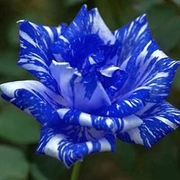 Light Pink Bauhinia Flower Seeds for Planting Garden Favorite Heirloom & GMO Free Seeds for Home Garden
 
 Sale for planting in home garden