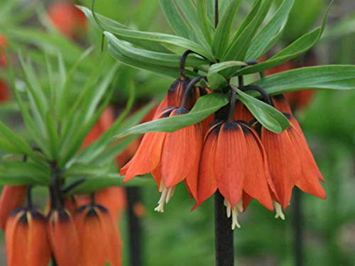 Fritillaria (Fritillaria Imperialis) seeds for planting in home garden