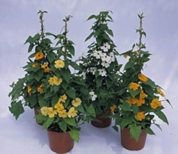 Mixed Thunbergia Flower seeds for Planting - Bright Blooms, Heirloom & GMO Free Seeds for Home Garden
 
 Sale for planting in home garden.