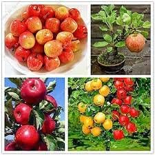 Mixed Apple Fruit Seeds For Planting - Grow Your Own Trees