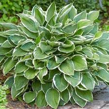 Hosta Perennial Flower seeds for Planting - Easy to Grow, Heirloom & GMO Free Seeds for Home Garden
 
 Sale seeds for home garden