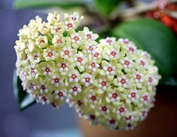 Red Calibrchoa Flower Seeds for Planting Perfect for Borders Heirloom & GMO Free Seeds for Home Garden
 
 Sale for planting in home garden