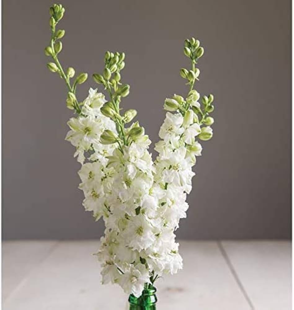 Rocket Larkspur Delphinium ajacis for planting in flower bed