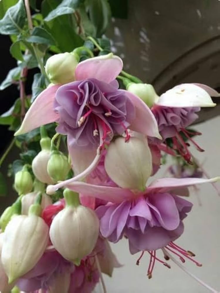 Fuchsia Fuchsia spp. for planting in hanging basket