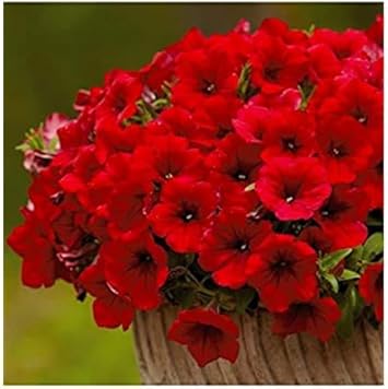 Red Oblique Petunia Flower Seeds For Easy Planting