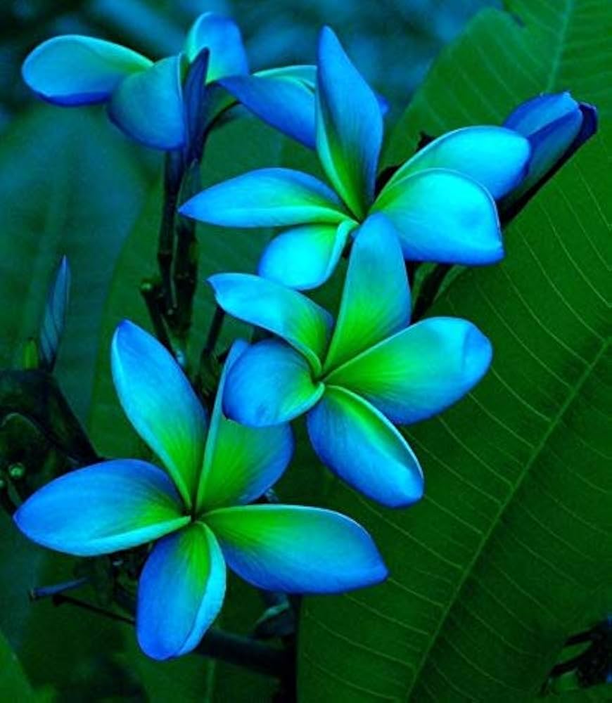 Plumeria Green Blue Flower Seeds for Fragrant, Tropical Garden Blooms