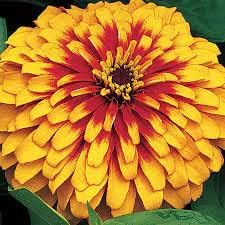 Zinnia Planting Flower Seeds For Joy - Pink And Yellow Blooms