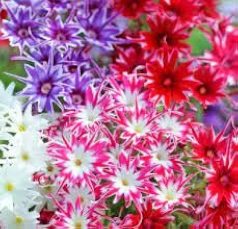 Mixed Twinkle Star Flower Seeds For Planting