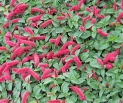Acalypha Flower seeds for Planting - Hardy Variety, Heirloom & GMO Free Seeds for Home Garden
 
 Sale seeds for home garden