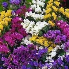 Heirloom Statice Flower seeds for Planting Vibrant Colors Heirloom & GMO Free Seeds for Home Garden
Sale for planting in home garden