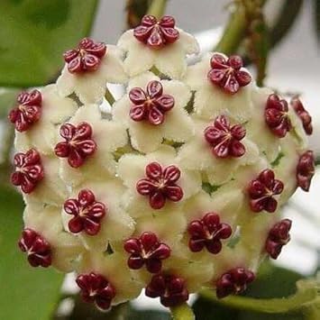 Cream Hoya Planting Seeds For Vibrant Growth Flower