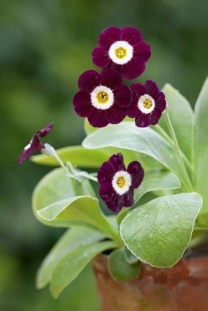 Primula Primula Vulgaris Seeds for planting in flower bed