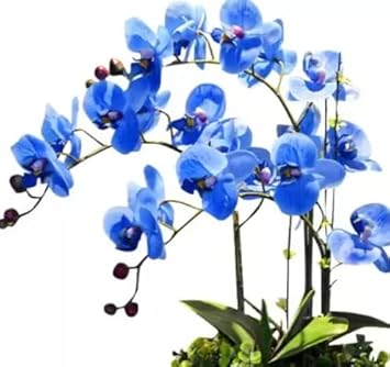 Butterfly Orchids Flower Seeds Sky Blue Planting