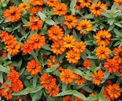 Zinnia Profusion Flower seeds for Planting Seasonal Bloomer Heirloom & GMO Free Seeds for Home Garden 
 
 Sale for planting in home garden
