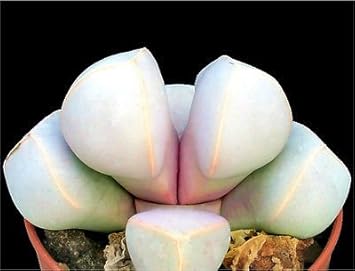 Sea Green Lapidaria Margaretae Plant Seeds - Perfect For Your Garden Seeds