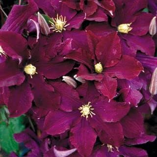 Burgundy Clematis Flower seeds for Planting - Perfect for Borders, Heirloom & GMO Free Seeds for Home Garden
 
 Sale for planting in home garden.